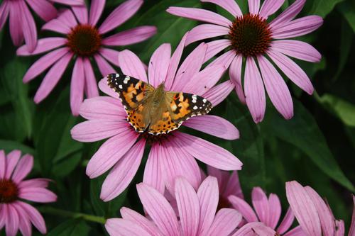 Hermosa mariposa en un jardín