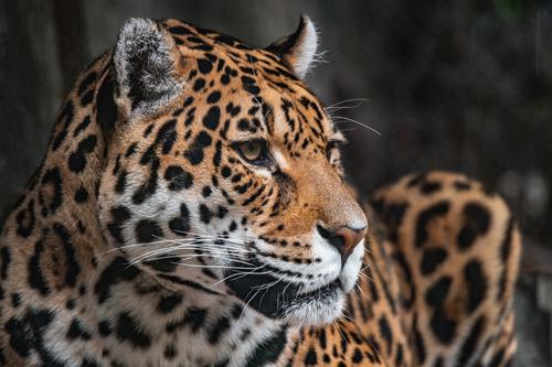 Hermoso jaguar acostado