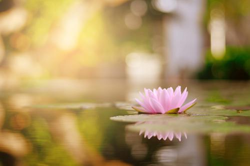 Beautiful lotus flower on the water