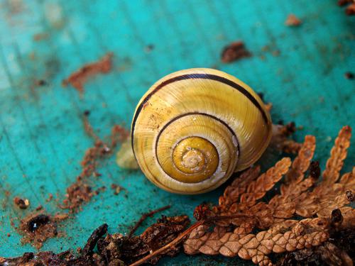 Beautiful snail shell