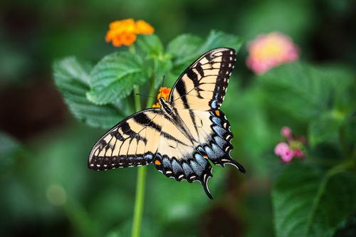 Beautiful Tiger Swallowtail