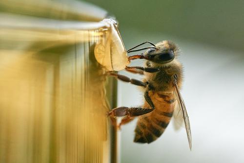Bee and honey