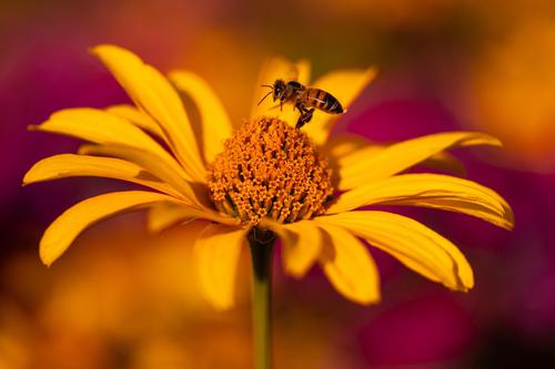 Bee in a daisy