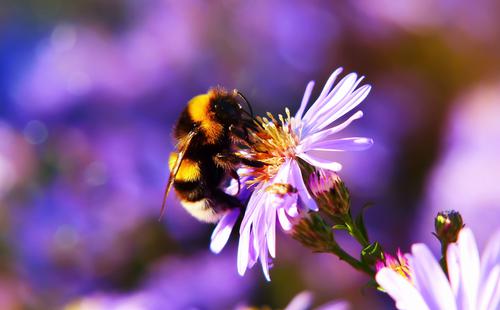 Bee in a purple flower