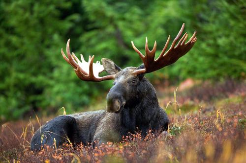 Big moose
