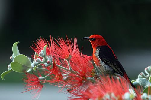 Pájaro negro y rojo