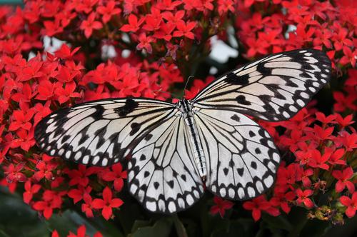 Mariposa blanca y negra sobre flor roja
