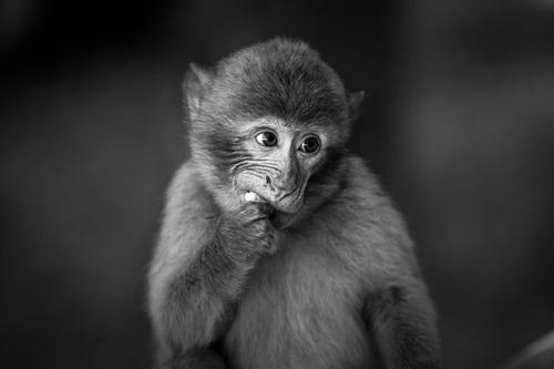 Black and white photo of monkey