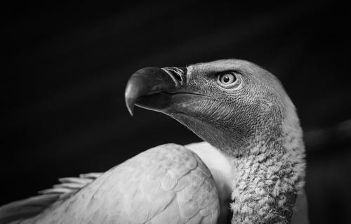 Black and white vulture