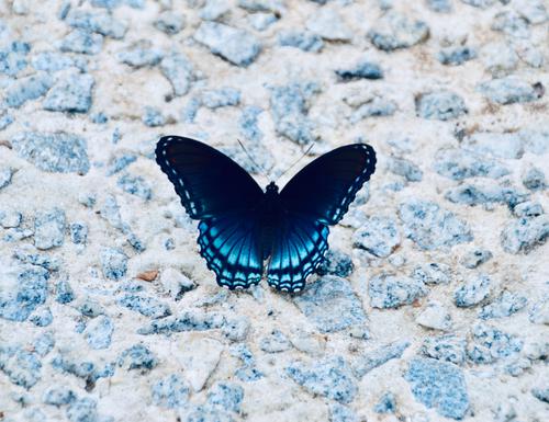 Black butterfly on sand