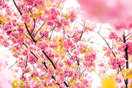 Blossoming tree