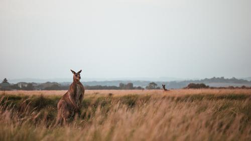 Buffed kangaroo on a field