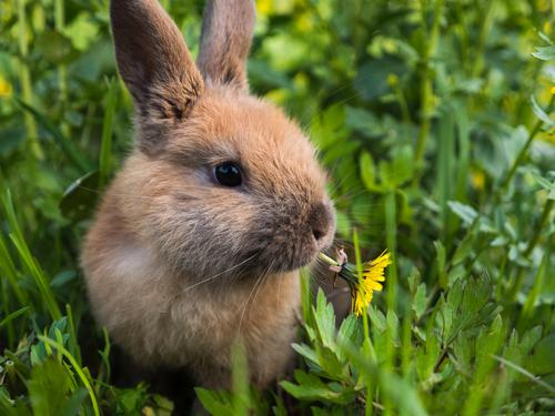 Bunny eating flower