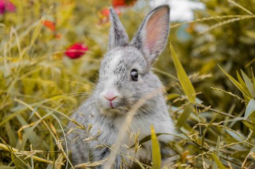 Bunny in a garden