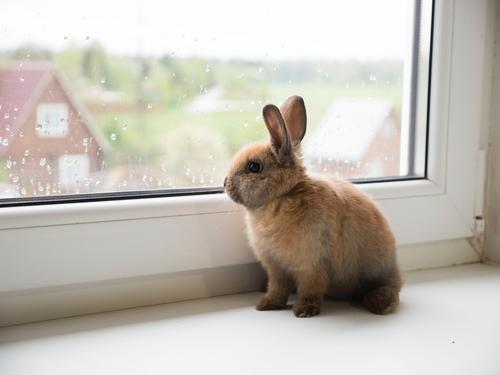 Bunny sitting by the window