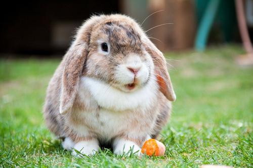 Bunny with carrot