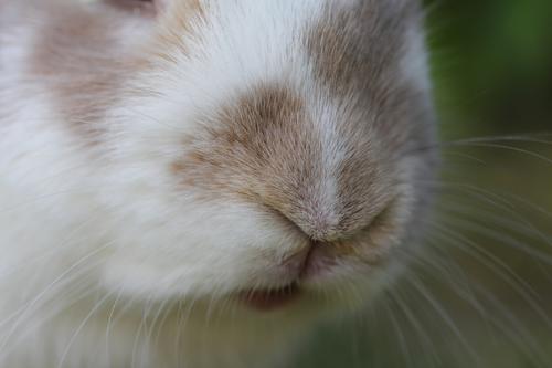 Bunny's nose