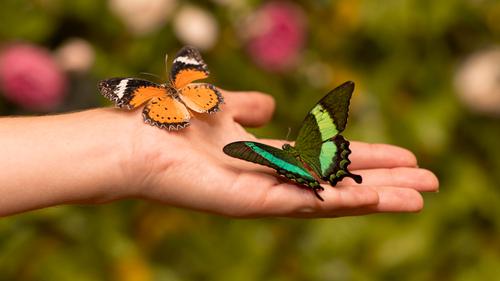 Butterflies perched on a hand