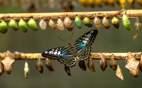 Butterfly and cocoons