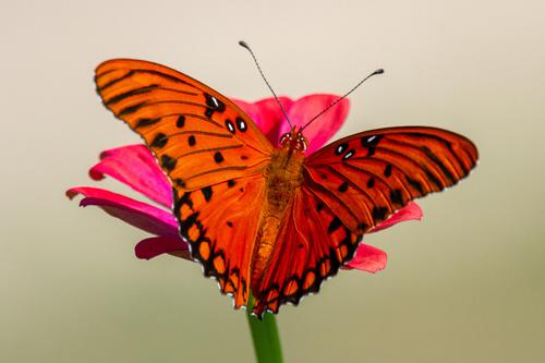 Butterfly in a zinnia