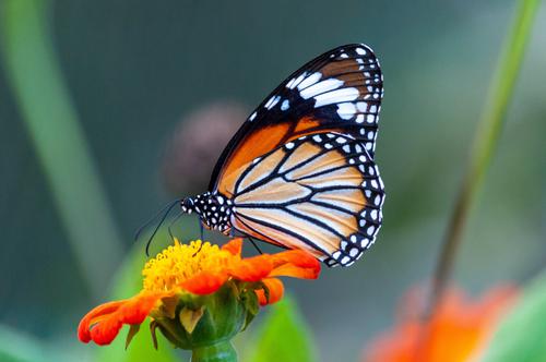 Schmetterling in einer orangefarbenen Blume