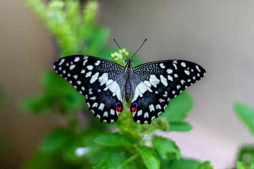 Mariposa en India