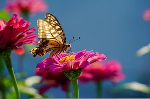 Mariposa en la primavera