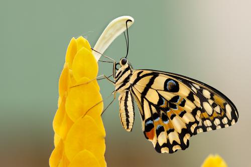 Borboleta em uma flor amarela