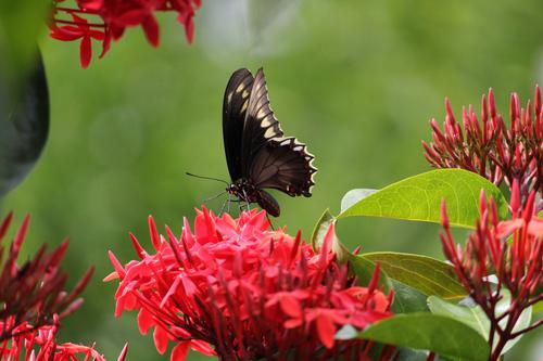 Butterfly on red ixora flower