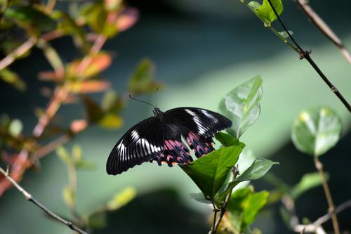 Butterfly perched on a plant