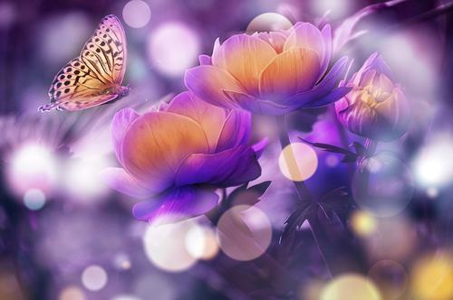 Butterfly with multicolored flowers