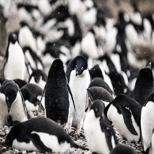 Pinguins-Azuis