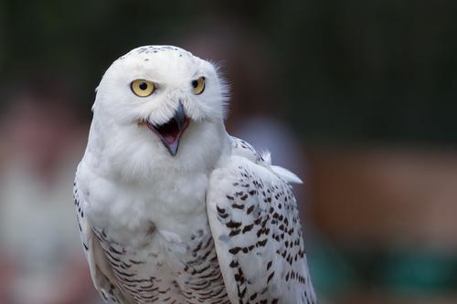 Snowy owl with open beak