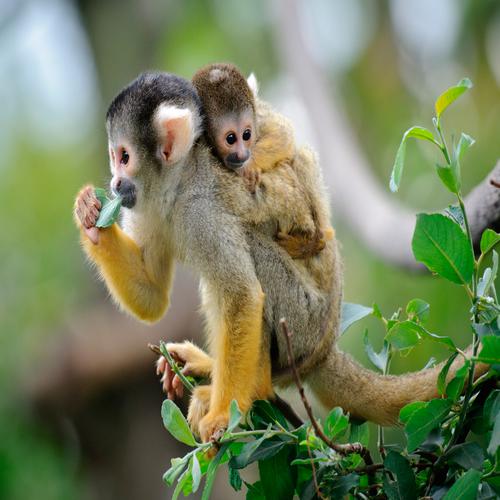 Macaco-esquilo