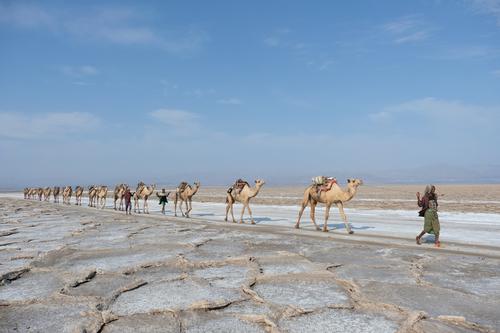 Camels carry salt in Dancalia
