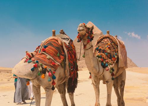 Camels dressed colorfully