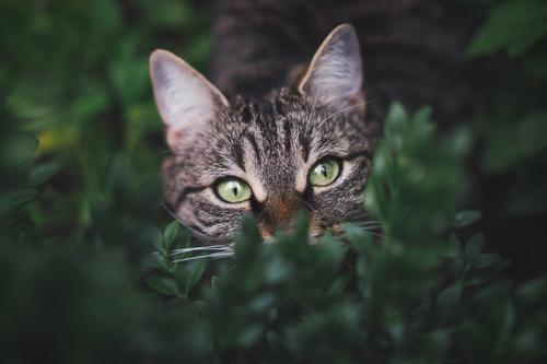 Cat hiding in the bushes