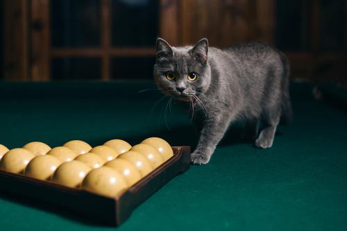 Gato em uma mesa de bilhar