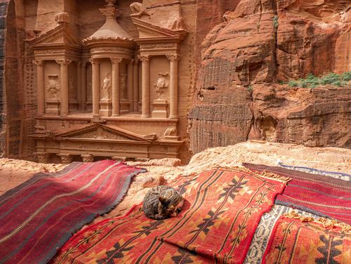 Gato durmiendo en Petra