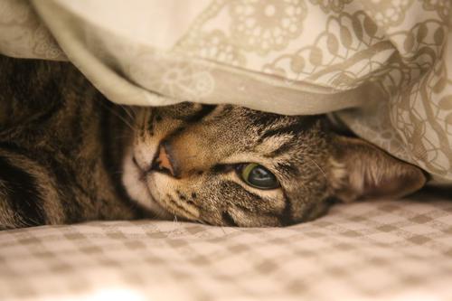 Gato debaixo do cobertor