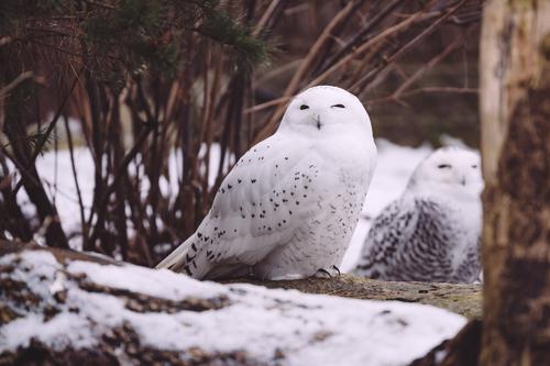 Two snowy owl in a winter forest