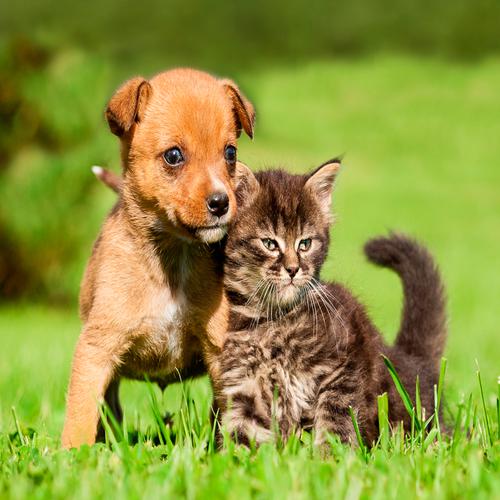 Puppy and Kitten