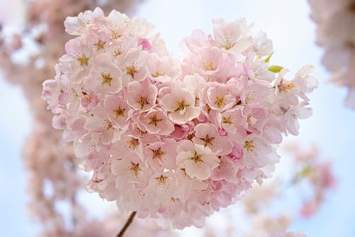 Flores de cerejeira em coração