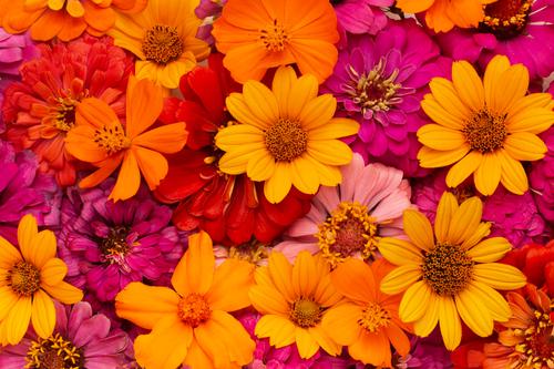 Colorful arrangement of flowers