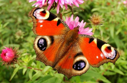Mariposa colorida con las alas abiertas