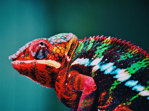 Camaleão colorido