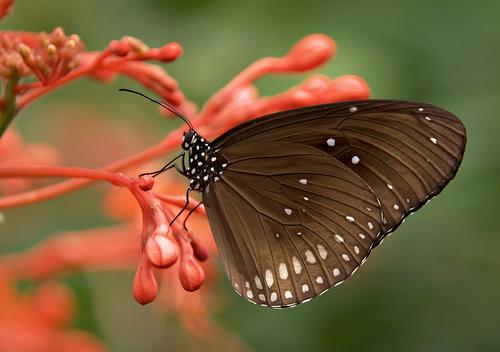 Common crow butterfly