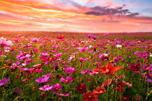 Cosmos flower field at sunset
