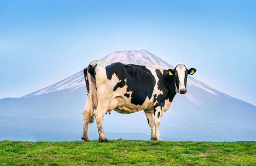Cow in front of Mount Fuji