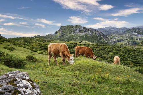 Vacas na montanha
